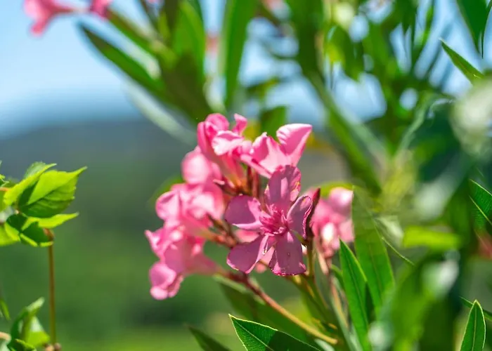 Apartamento Klio House Kassandra