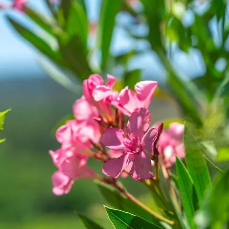 Apartament Klio House Kassandria